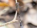 Epigomphus tumefactus (Lowland Knobtail) male-3.jpg